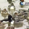 カモの群れ、車にひかれる（富山県）