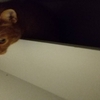 台所コンロ下の引き出しの奥に占拠🐱
