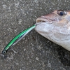 ショアから真鯛をプラグで釣る方法を解説～～瀬戸内海～～