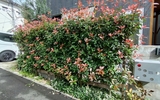【生垣】レッドロビンの生垣を剪定しました（5年目）