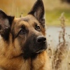 ハドソン＆レックス〜セントジョンズ警察シェパード犬刑事〜Hudson&Rex☆S4-12