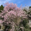 庭の桜を眺めつつ