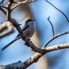 野鳥を撮りに行く