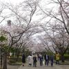 南浅川と陵南公園のソメイヨシノは１分咲きから満開までまだら模様  2024.4.6