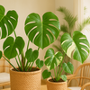 【モンステラ】大きな切れ込みの入った葉っぱが魅力💚置くだけで南国風🍃人気の観葉植物