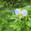 水色の露草