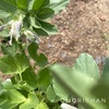 早起き３９日目。　ソラマメの花を観察する