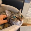 嘔吐、食欲低下＜４＞