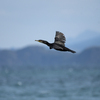 志賀島に鳥を見に行った（２０２０　１２１４）