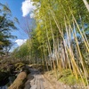 松花堂庭園の梅