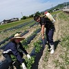 除草剤散布