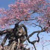 ４月４日（火）また訃報が入った三澤屋の文ちゃんスポーツマンで逞しかったのに、三の丸の小彼岸桜、