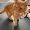 2.18 必殺！にゃうんの呼吸🐈