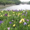 雨の花しょうぶ