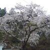 桜満開