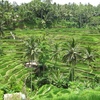 インドネシア旅行記【バリ編】 Ubud 1 day trip ライステラス RiceTettaceへ　テガラランで棚田見学