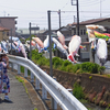 菊川鯉のぼり祭り