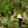 六甲高山植物園にて