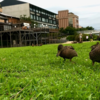 京都住み大学院生の日常