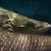 ピラルクー Arapaima sp.