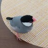 桜文鳥ルナ