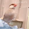 シナモン文鳥さん　飛んできた