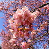 河津桜を見に三浦海岸桜まつりへ 2025