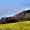 神奈川県足柄上郡大井町篠窪　　菜の花と富士山