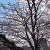 麦野公園の桜　2013.3.14