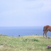 昨日の競馬と今日の競馬