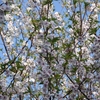 コブクザクラ（子福桜）がいよいよ葉桜に