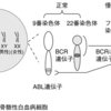 じじぃの「科学・芸術_182_白血病・フィラデルフィア染色体」