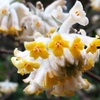 ミツマタの花
