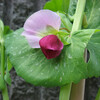 王家の豆の花が咲き始めました