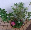 12/28 苗を植えて、お正月から春の寄せ植え鉢に！