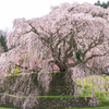 又兵衛桜と又兵衛桜に人気を奪われた枝垂れ桜