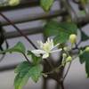 ボタンヅル開花１号