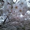 桜が開花しました。（２）