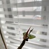 きなこ、興味津々となる