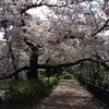 桜の街道