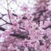 【Z 7 & NIKKOR Z 50mm f/1.8 S ・仙台】錦町公園の早咲きのコヒガンサクラ。曇天でしたが、まぁなんとか。March 2023