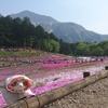 羊山公園芝桜の丘 初夏モード（2018/4/23）その2（終）