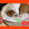 食べちゃダメ！生まれて初めてビニール袋で遊ぶ猫。Cat playing in a plastic bag.