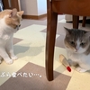 雨田甘夏、風味です。【猫と素材とそのもの事情】