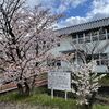 千島桜を見に寒地土木研究所の一般開放へ行きました