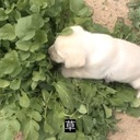 インターネット乞食で生きていきたい