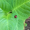 見つかった花鋏