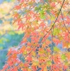 モミジの葉の紅葉〈4〉　散歩