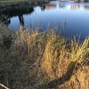 今週の釣果報告🎣栃木県河内郡某池