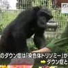 ダウン症のチンパンジー確認 世界で２例目 京大